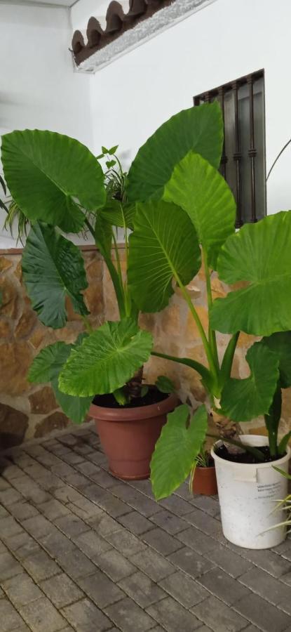 Casa Cueva El Almendro Guest House Pegalajar Ngoại thất bức ảnh
